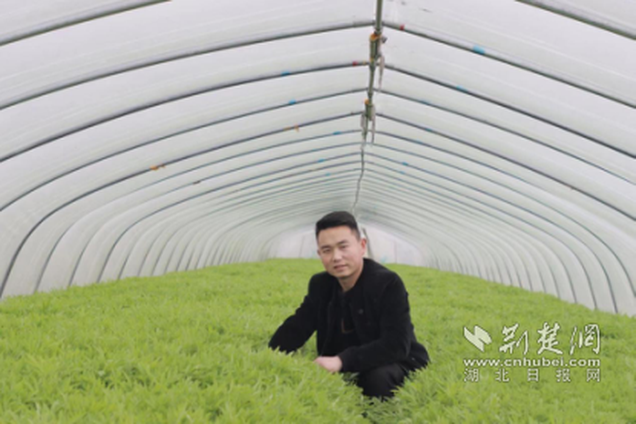 云梦90后小伙回乡创业成“新农人”