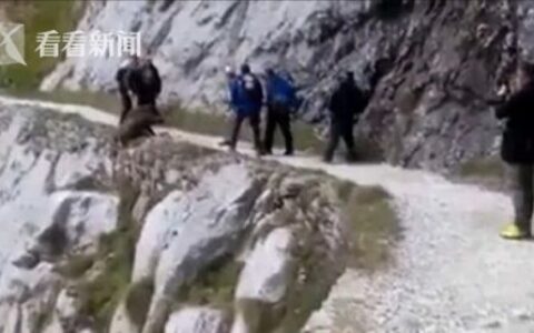 游客将野猪逼下崖 这到底是怎么回事？