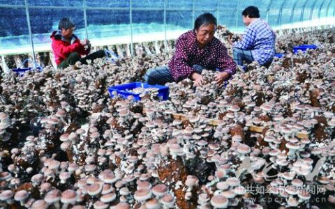 如皋地产香菇上市啦 新华社区干部带头创业成果喜人