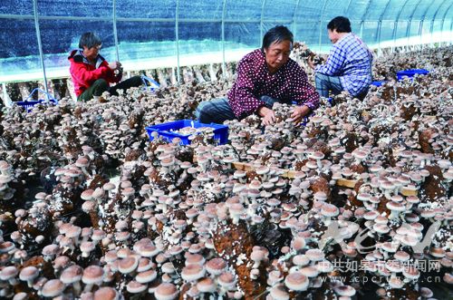如皋地产香菇上市啦 新华社区干部带头创业成果喜人
