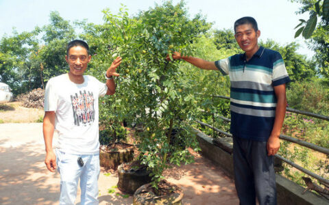 返乡创业种脆甜枣 荒山坡变观光采摘园