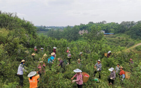 返乡创业种藤椒 荒山长出摇钱树