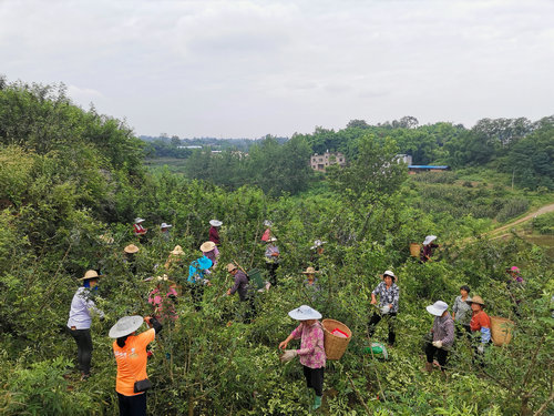 返乡创业种藤椒 荒山长出摇钱树
