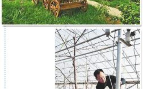 经商父子的乡村创业梦：把贫瘠荒山变成秀美田园