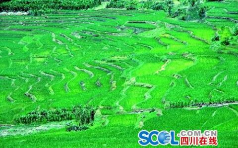 天全县：返乡创业带头人 助力家乡振兴发展