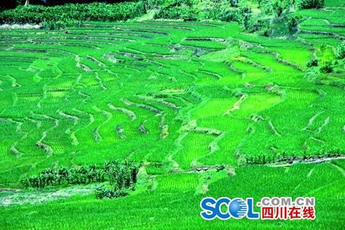 天全县：返乡创业带头人 助力家乡振兴发展