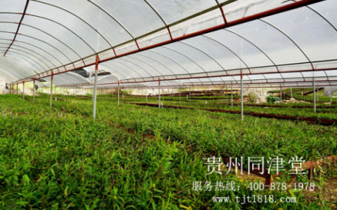 返乡创业种植中草药材怎么样？合作同津堂资金束缚小