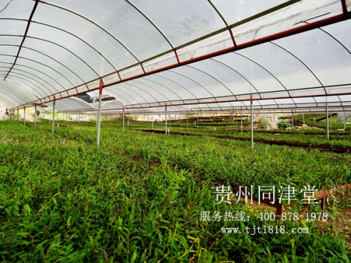 返乡创业种植中草药材怎么样？合作同津堂资金束缚小