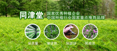 返乡创业种植中草药材怎么样？合作同津堂资金束缚小