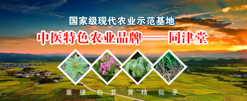 返乡创业种植中草药材怎么样？合作同津堂资金束缚小