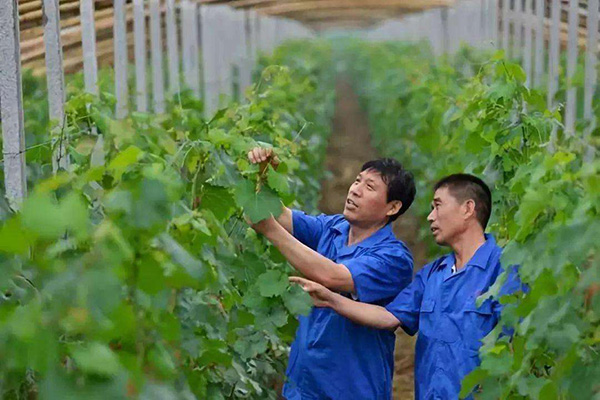 “进城打工”还是“返乡创业”你怎么选？（图）,农业资讯,中国