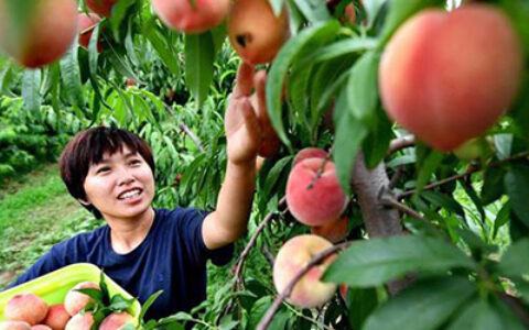 四川出台促进返乡下乡创业二十二条措施（图）,农业资讯,中国农