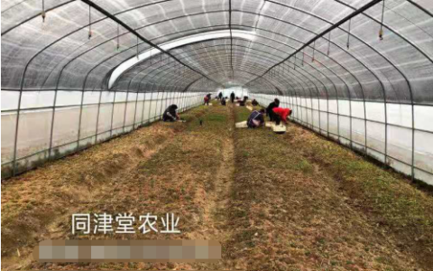 2019农业致富创业好项目 投资同津堂中草药材种植！让您轻松创业