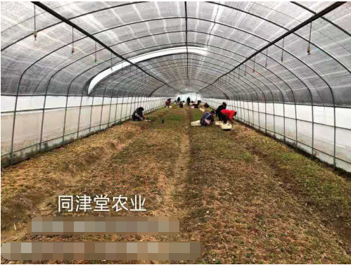 2019农业致富创业好项目 投资同津堂中草药材种植！让您轻松创业
