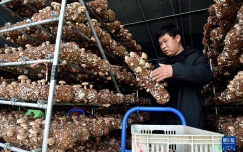 从“打工人”到“新农人”――“80后”青年返乡创业记