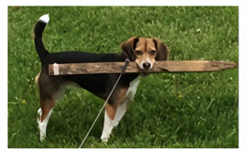 图像分类是什么？AlexNet手写数字图像识别