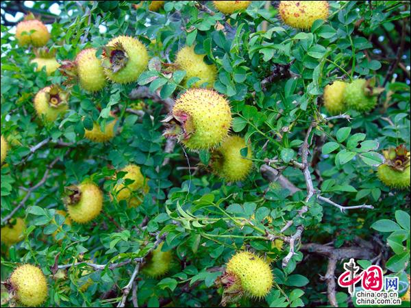 贵州独山：海归种下金黄果 回乡创业梦起航