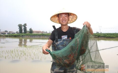 90后小伙养殖小龙虾实现“创业梦”