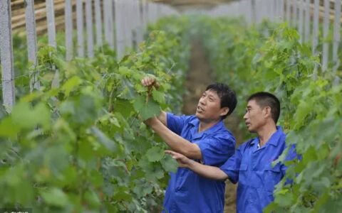 从失败者到行业大佬，果树种植如何实现盈利颠覆？