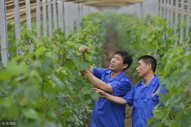 从失败者到行业大佬，果树种植如何实现盈利颠覆？
