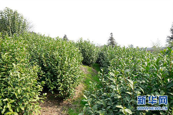 浙江松阳茶山变金山银山 吸引村民回乡创业