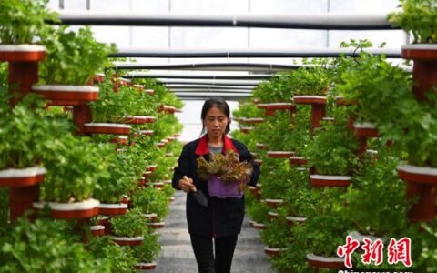 兰州乡镇迎返乡创业热 乡村经济“寻根”促共富