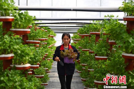 兰州乡镇迎返乡创业热 乡村经济“寻根”促共富