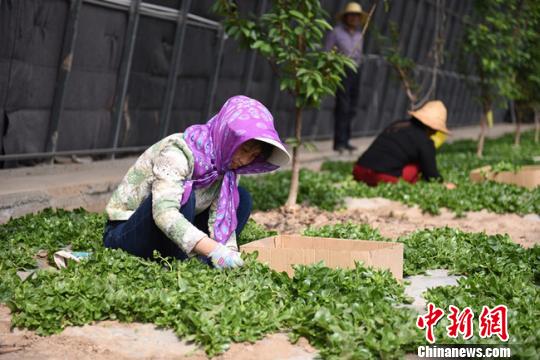 兰州乡镇迎返乡创业热 乡村经济“寻根”促共富