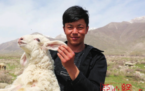 【创业路上】小伙放弃兽医工作回村放羊