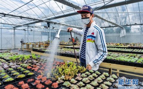 浙江慈溪：大学生创业办起“多肉植物大棚”