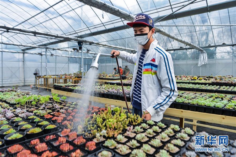 浙江慈溪：大学生创业办起“多肉植物大棚”