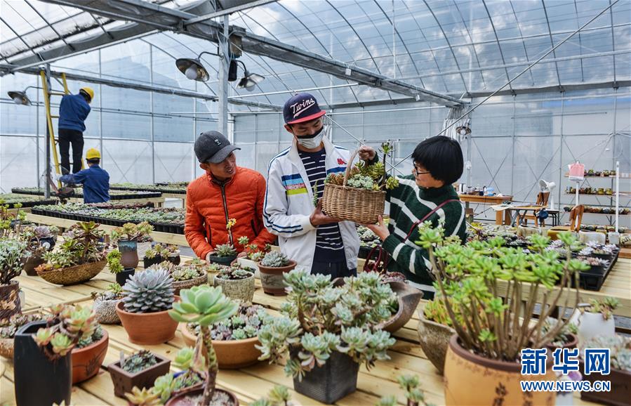 浙江慈溪：大学生创业办起“多肉植物大棚”