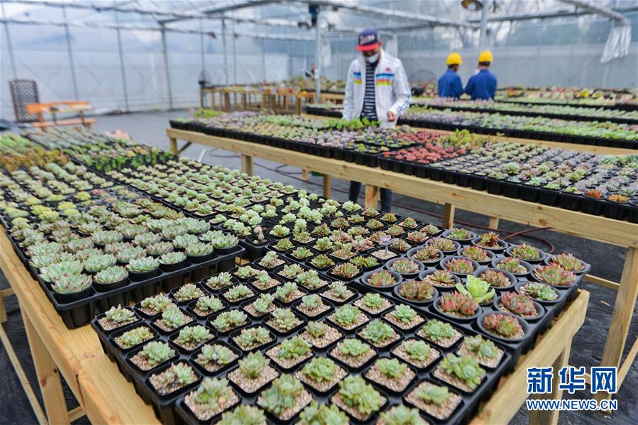 浙江慈溪：大学生创业办起“多肉植物大棚”