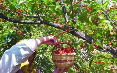 返乡创业：善待归燕筑美巢