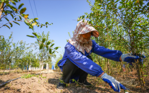 裕安区：“新农人”返乡创业 助力乡村振兴