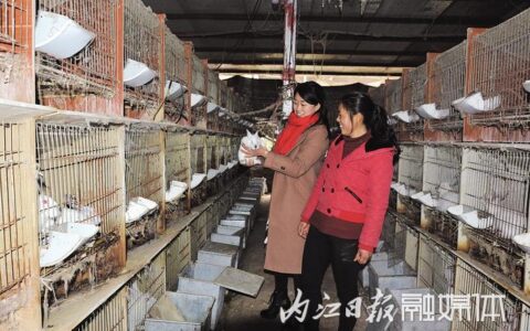 回家工程：打响返乡创业内江品牌