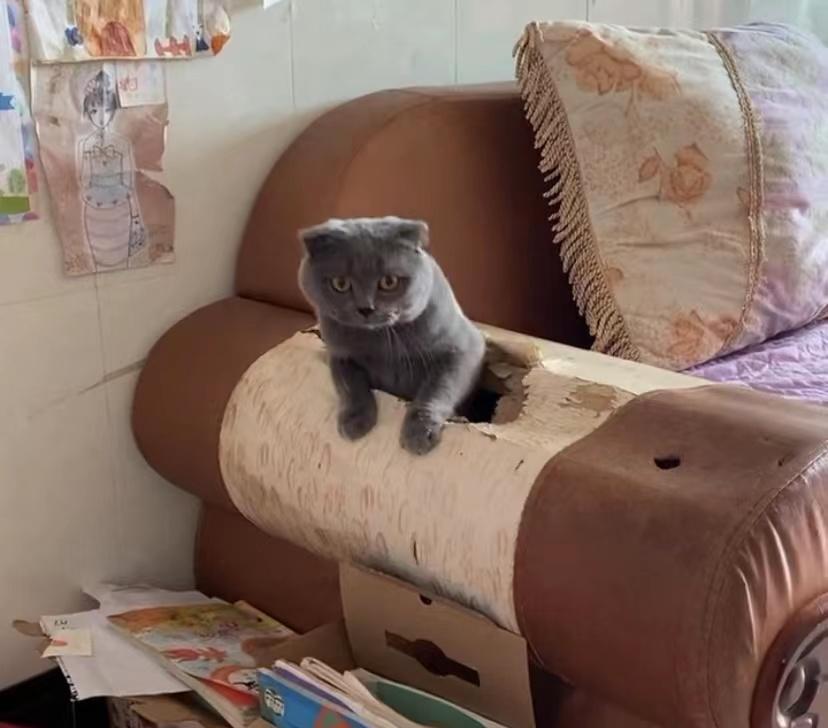家居那些事儿：沙发成猫窝，衣柜藏零食的快乐日常