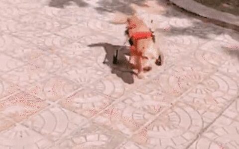 毛孩子教会我的那些温柔小事