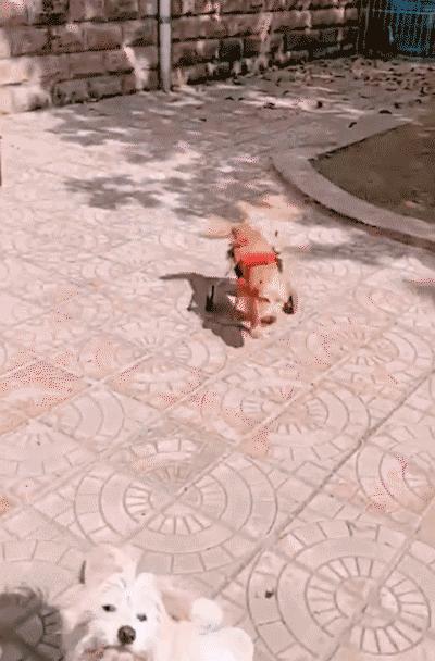 毛孩子教会我的那些温柔小事