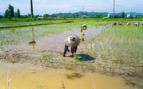 田里的 “江湖”：那些笑出腹肌的种地日常