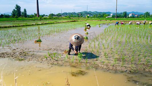 田里的 “江湖”：那些笑出腹肌的种地日常