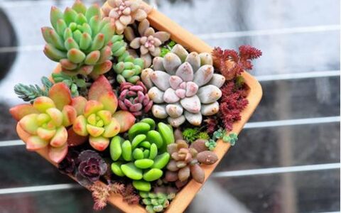 花盆里的 “叛逆分子”：那些把养花人逼疯的植物日常