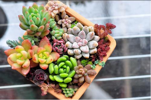 花盆里的 “叛逆分子”：那些把养花人逼疯的植物日常