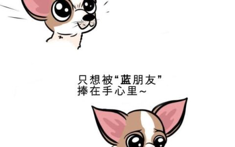 毛孩子教会我的那些 “无用” 小事