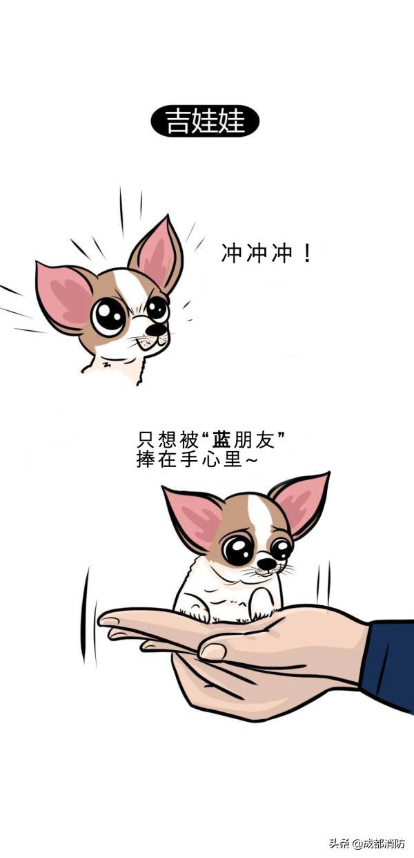 毛孩子教会我的那些 “无用” 小事