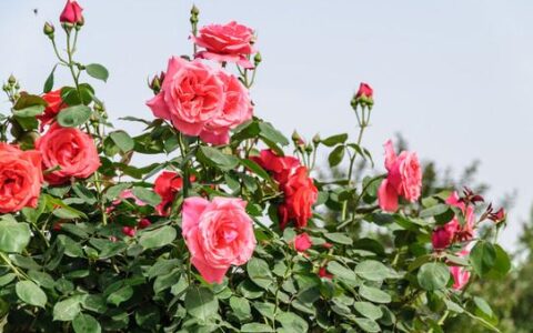 花影流转：藏在时光里的芬芳絮语