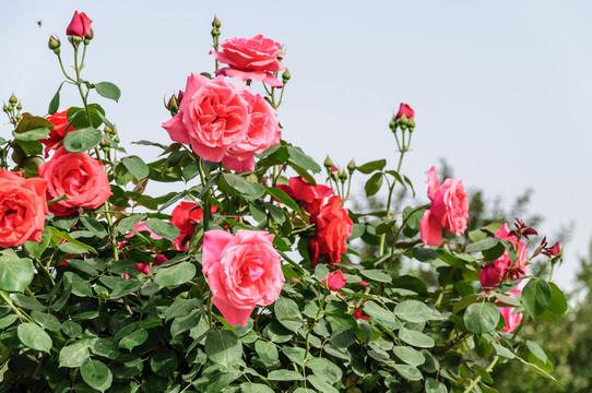 花影流转：藏在时光里的芬芳絮语