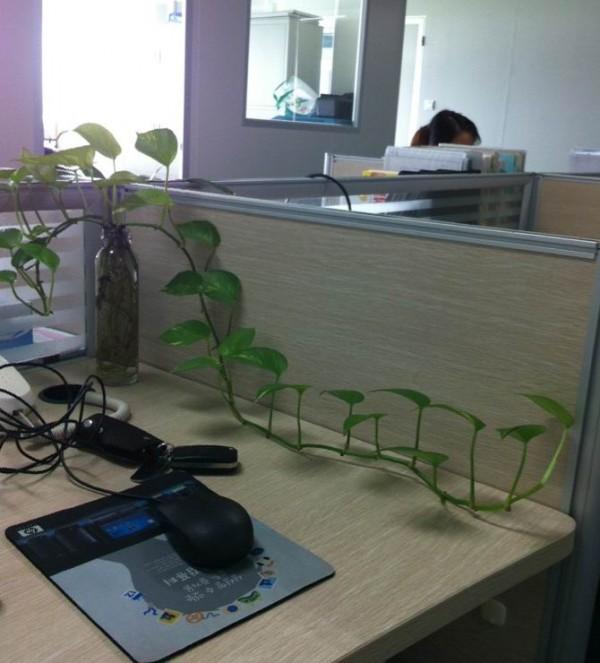 工位上的晨昏与花期
