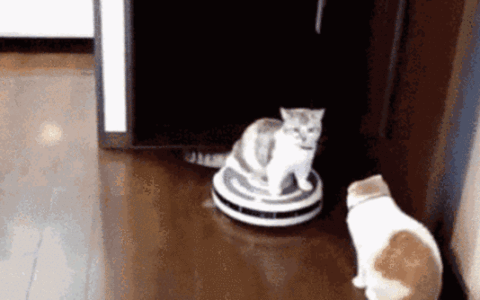 我家机器人把猫毛梳成了毛线球