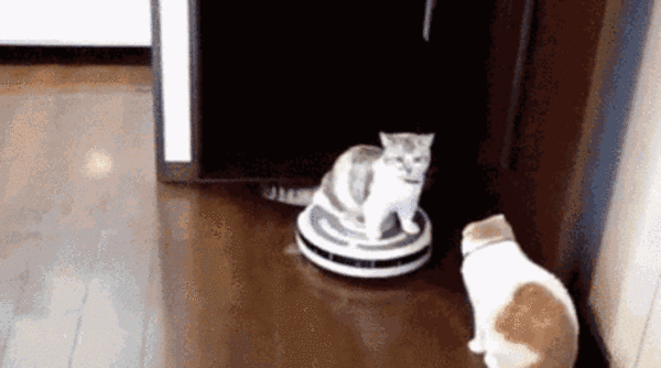 我家机器人把猫毛梳成了毛线球